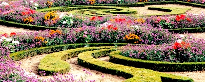 Jardin à la française. Parterres et buis à Versailles.